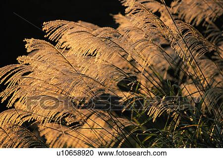 Stock Image - Japanese silver grass. Fotosearch