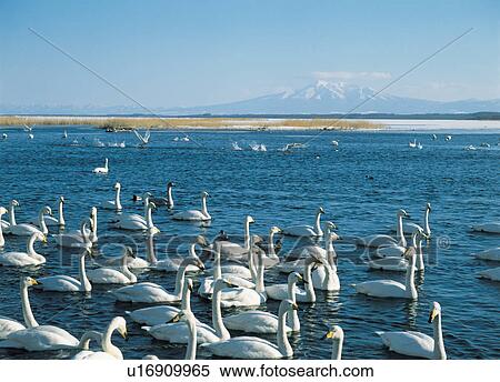 Stock Photography - Large group of swans swimming in a lake. Fotosearch