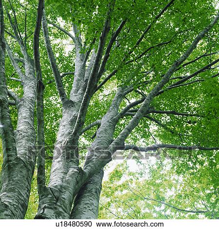 Stock Image - Low angle view of a branched trees bearing green leaves. Fotosearch