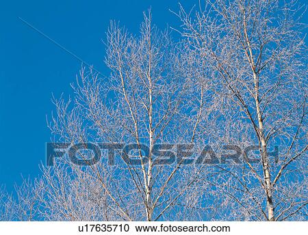 Low angle view of birches on a sunny day View Large Photo Image Stock Image - Low angle view of birches on a sunny day. Fotosearch