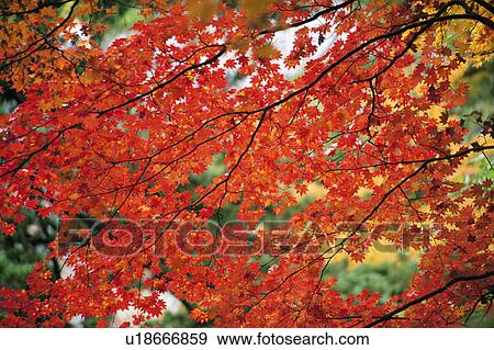 Stock Photo - Low angle view of maple leaves. Fotosearch