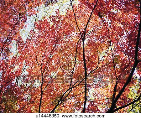 Low angle view of maple trees View Large Photo Image Stock Image - Low angle view of maple trees. Fotosearch