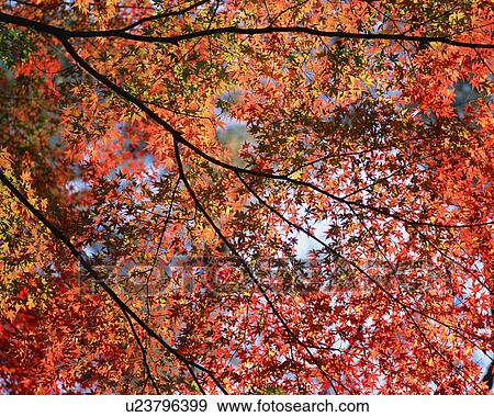 Stock Photo - Low angle view of red maple leaves. Fotosearch