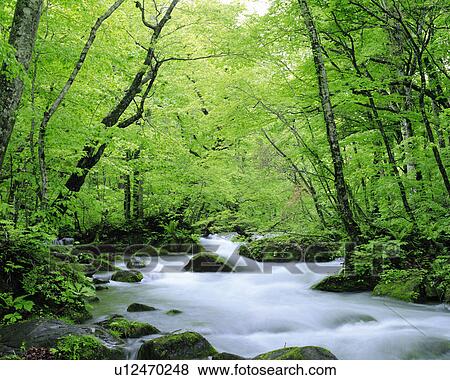 Rapids flowing amidst trees View Large Photo Image Stock Photo - Rapids flowing amidst trees. Fotosearch
