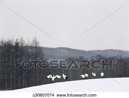 Picture - Red-crowned cranes in Hokkaido, Japan. Fotosearch