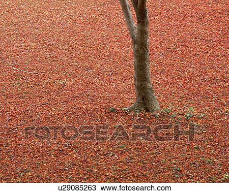Stock Image - Red leaves on ground. Fotosearch