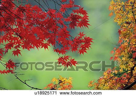 Stock Image - Red maple leaves. Fotosearch