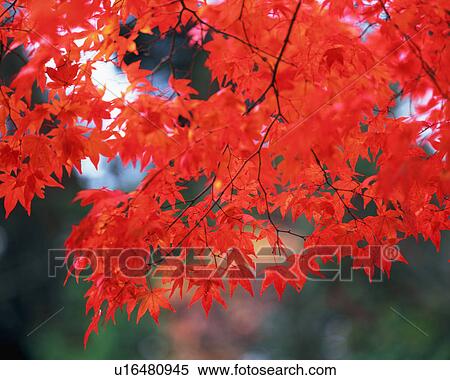 Red maple leaves View Large Photo Image Stock Photography - Red maple leaves. Fotosearch