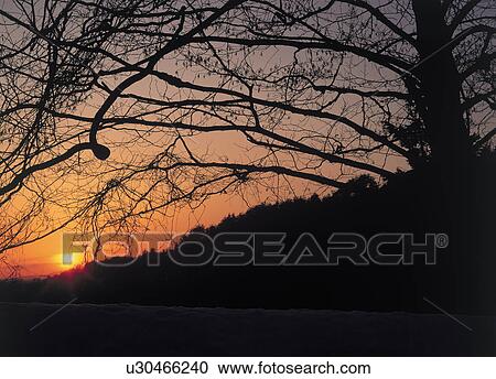 Silhouette of a birch at sunset View Large Photo Image Stock Image - Silhouette of a birch at sunset. Fotosearch