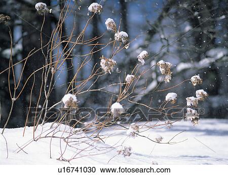 Snow accumulated on twigs View Large Photo Image Stock Image - Snow accumulated on twigs. Fotosearch
