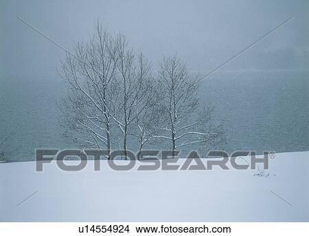 Snow clad birches near a lake View Large Photo Image Picture - Snow clad birches near a lake. Fotosearch