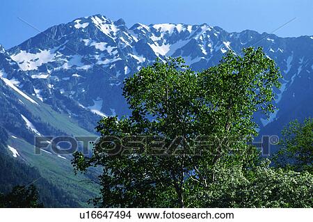 Picture - Snow covered mountains and trees. Fotosearch