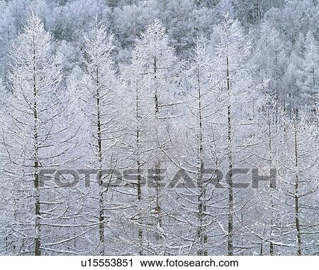 Snow covered trees, Japan View Large Photo Image Stock Image - Snow covered trees, Japan. Fotosearch