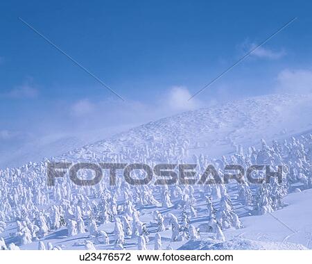 Stock Image - Snow covered trees, Japan. Fotosearch