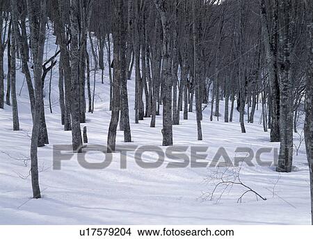 Picture - Snow mounted forest, Japan. Fotosearch