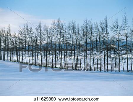 Tall birches in a row View Large Photo Image Stock Image - Tall birches in a row. Fotosearch