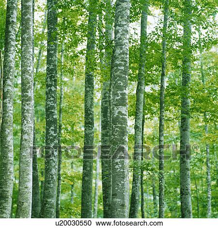 Stock Image - Tall trunks of trees. Fotosearch