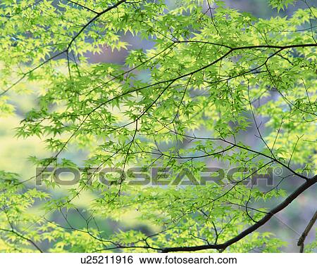 Tree canopy View Large Photo Image Stock Photograph - Tree canopy. Fotosearch