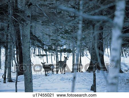 Stock Image - Two deer in snowy woods. Fotosearch