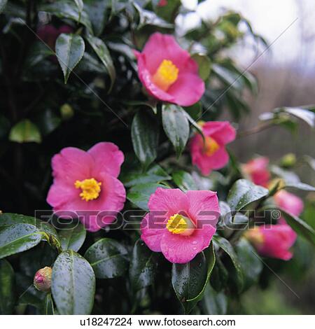Picture - Water drops on pink camellia flowers. Fotosearch