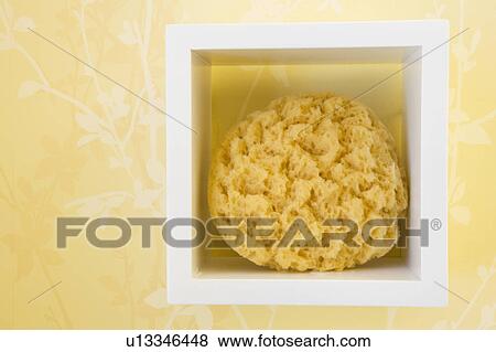 Sea sponge resting on a small shelf View Large Photo Image Stock Photo - Sea sponge resting on a small shelf. Fotosearch