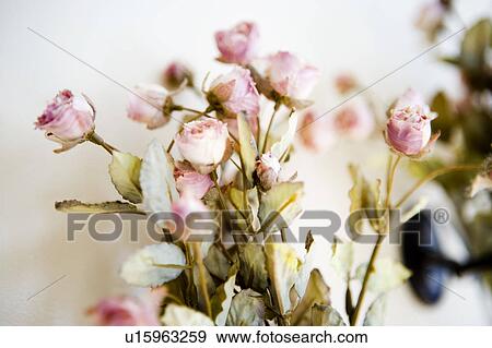 Bouquet of Pink Rosebuds View Large Photo Image Stock Photo - Bouquet of Pink Rosebuds. Fotosearch