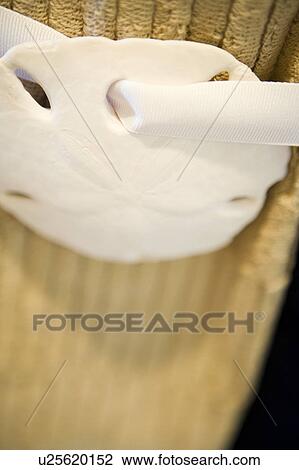 Sand Dollar and Bath Towel View Large Photo Image Stock Image - Sand Dollar and Bath Towel. Fotosearch