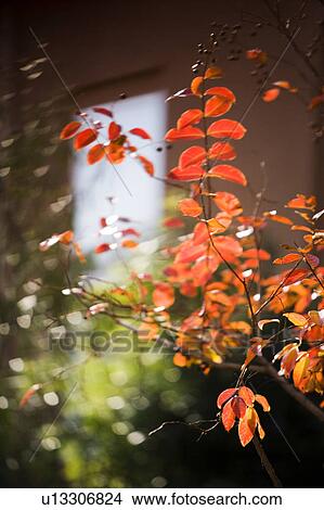 Bright Orange Fall Leaves View Large Photo Image Picture - Bright Orange Fall Leaves. Fotosearch
