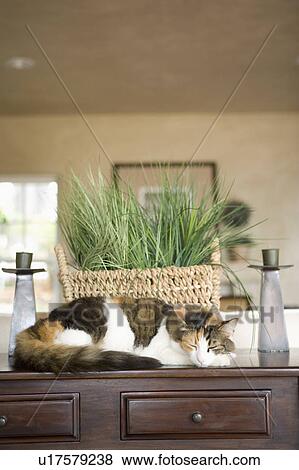 Stock Photo - Cat resting on a wooden end table. Fotosearch