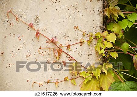 Detail of ivy attached to wall. View Large Photo Image Stock Photograph - Detail of ivy attached to wall.. Fotosearch