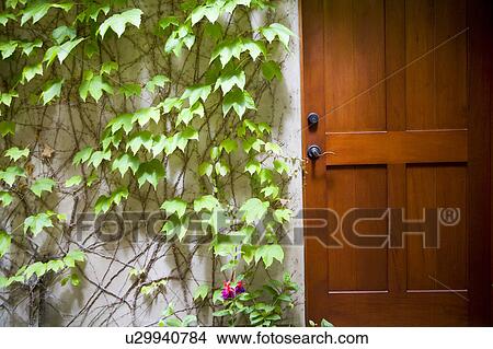 Picture - Detail of wood door next to ivy covered wall.. Fotosearch