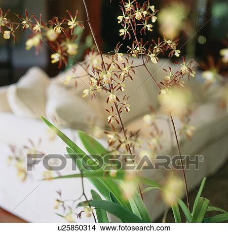 Flowers in Contemporary Living Room View Large Photo Image Picture - Flowers in Contemporary Living Room. Fotosearch