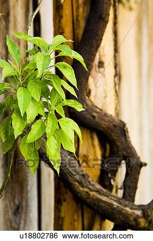 Green Leaves and Fence View Large Photo Image Stock Photograph - Green Leaves and Fence. Fotosearch