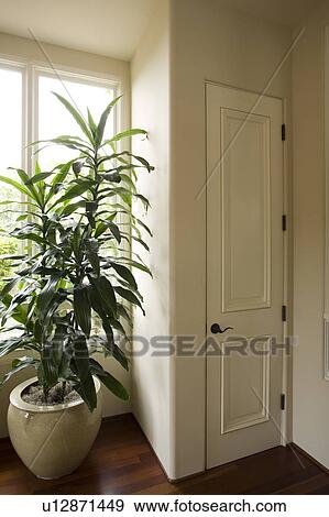 Interior detail of large potted plant and door with wood floor. View Large Photo Image Stock Photo - Interior detail of large potted plant and door with wood floor.. Fotosearch