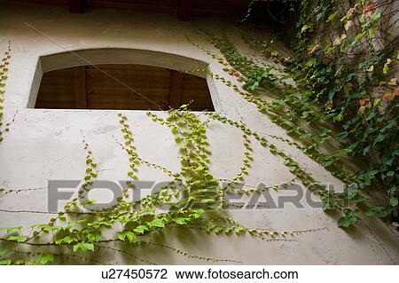 Ivy climbing into arch View Large Photo Image Stock Image - Ivy climbing into arch. Fotosearch