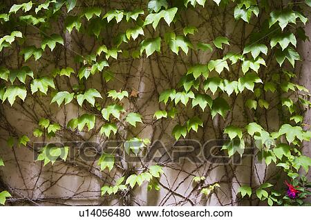 Ivy detail. View Large Photo Image Stock Image - Ivy detail.. Fotosearch