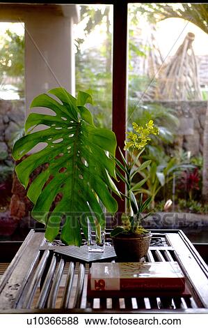 Large Leaf in Vase View Large Photo Image Stock Photo - Large Leaf in Vase. Fotosearch