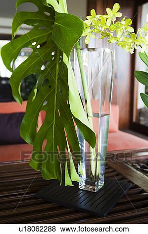 Stock Photo - Large Leaf in Vase. Fotosearch