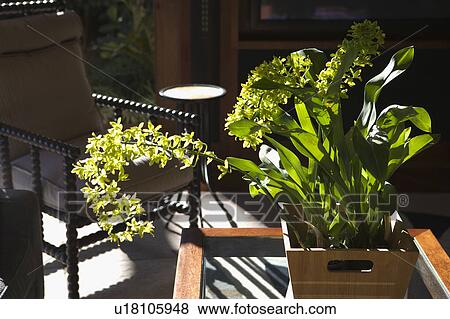 Stock Photo - Potted Flowers Backlit by Sun. Fotosearch