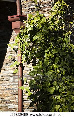 Stock Photo - Rain Gutter on Rock Wall. Fotosearch