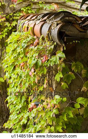 Picture - Side detail of red tile roofline with ivy.. Fotosearch