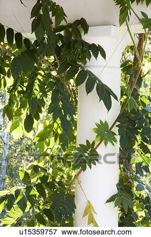 Stock Photo - Terrace with Plants. Fotosearch