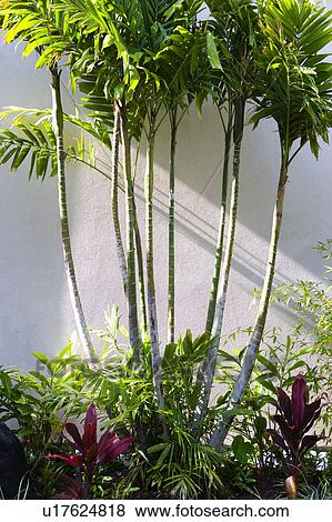 Tree Detail in Home Landscaping View Large Photo Image Stock Photo - Tree Detail in Home Landscaping. Fotosearch