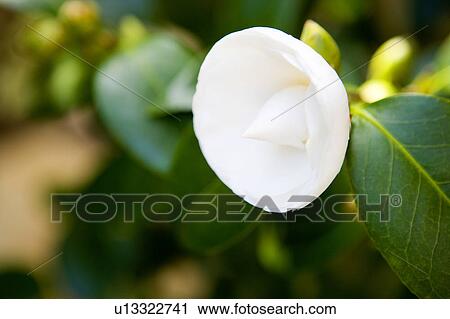 Stock Image - White Flower with Bright Green Leaves. Fotosearch