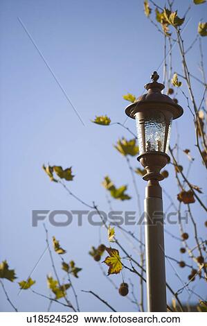 Classic Light Pole and Fall Tree View Large Photo Image Stock Photo - Classic Light Pole and Fall Tree. Fotosearch
