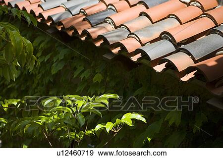 Stock Photo - Detail of tile roof with foliage underneath.. Fotosearch