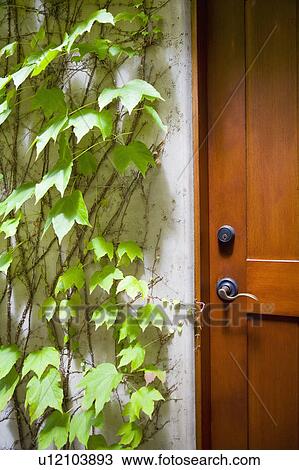 Detail of wood door next to ivy covered wall. View Large Photo Image Stock Image - Detail of wood door next to ivy covered wall.. Fotosearch