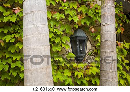 Stock Image - Exterior wall light on ivy wall between two palm trees. Fotosearch