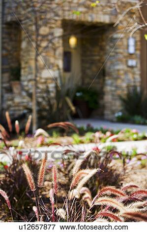 Flower Bed and Stone Entry to Contemporary Home View Large Photo Image Stock Photo - Flower Bed and Stone Entry to Contemporary Home. Fotosearch