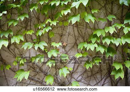 Stock Image - Ivy detail on wall.. Fotosearch
